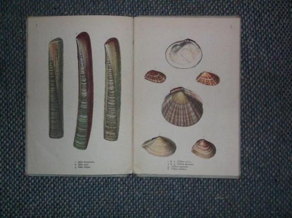 Image 2 of KING PENGUIN - BRITISH SHELLS BY F MARTIN DUNCAN