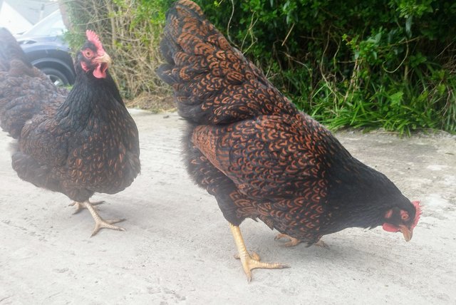 Preview of the first image of Pure Breed Double Gold Laced Barnevelders Hatching Eggs We a.