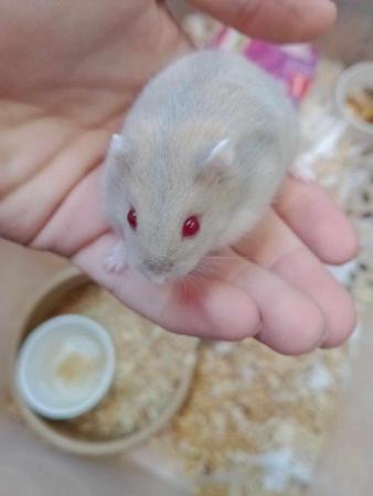 Image 5 of Dwarf hamsters young tame Boys and girls