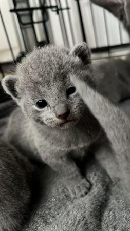 Image 4 of Gorgeous Russian blue kittens