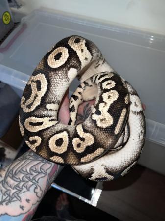 Image 4 of Male Pastel Phantom adult ball Python…