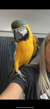 Image 3 of Female blue and gold macaw