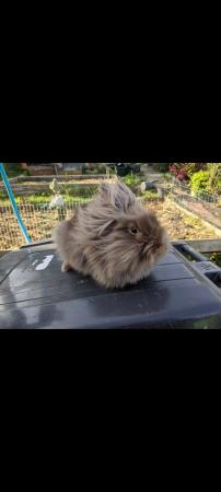 Image 6 of Lionhead rabbits for sale Mixed
