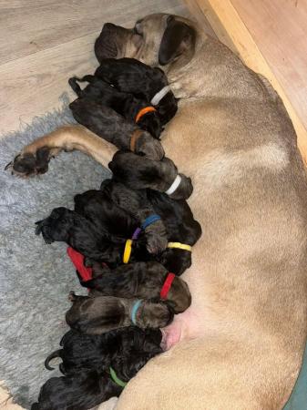 Image 4 of Litter of 12 Cane Corso Puppies