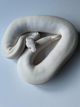 Image 9 of Various royal pythons for sale
