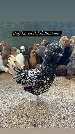Image 3 of Polish bantam hens in a range of colours