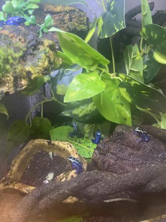 Image 3 of Dart frogs (blue azureus) and other frogs