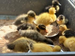 Image 2 of 4 day old runner x ducklings