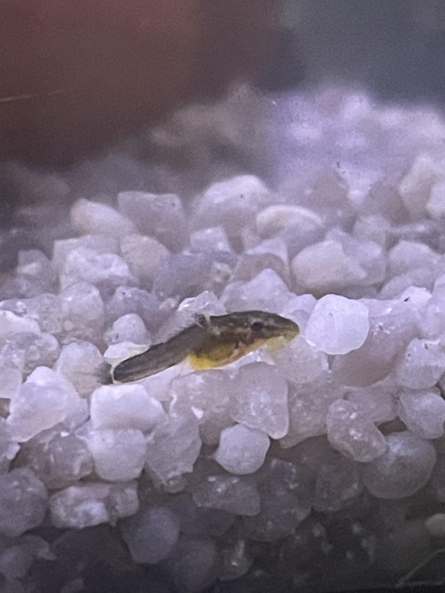 Preview of the first image of Baby Bristlenose And Albino Plecos £3 Each.