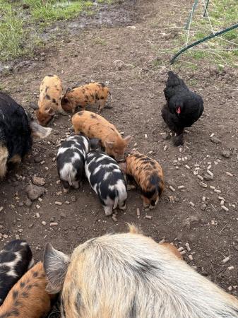 Image 3 of Kune Kune Piglets For Sale (Pets Only)