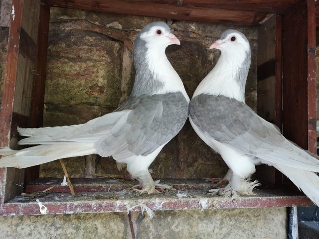 Lahore pigeon for sale breeding pair — Pets & Animals in Basildon