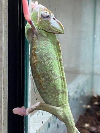 Image 1 of Yemen Chameleon at Birmingham Reptiles