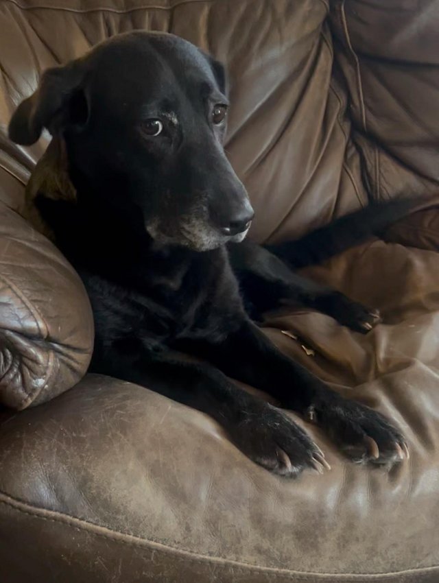 Preview of the first image of 5 year old black Labrador cross needed new loving home.