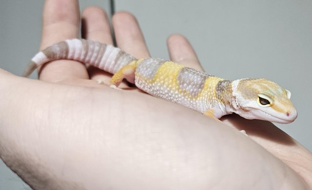Image 4 of Home bred leopard gecko ready next weekend