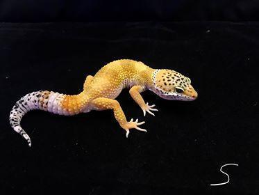 Image 3 of Leopard Geckos For Sale at Birmingham Reptiles and Pets
