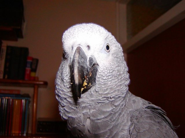 Preview of the first image of African Grey wanted - no longer required. Bird acquired..