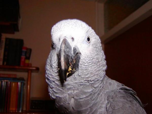 Image 1 of African Grey wanted - no longer required. Bird acquired.