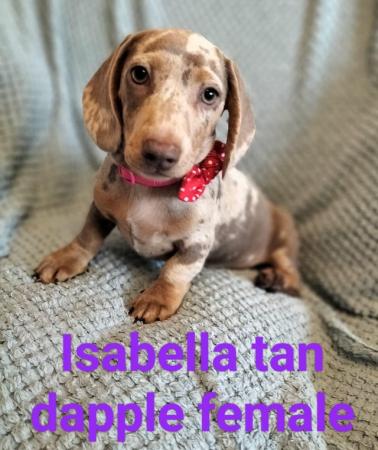 Image 5 of READY NOW KC reg Miniature Dachshund puppies