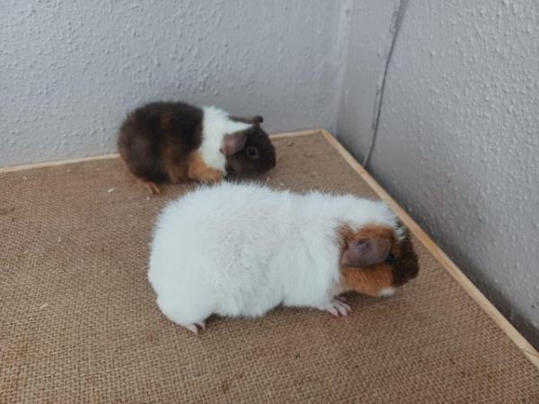 Image 2 of Baby guinea-pigs (Abyssinian and Teddy's)