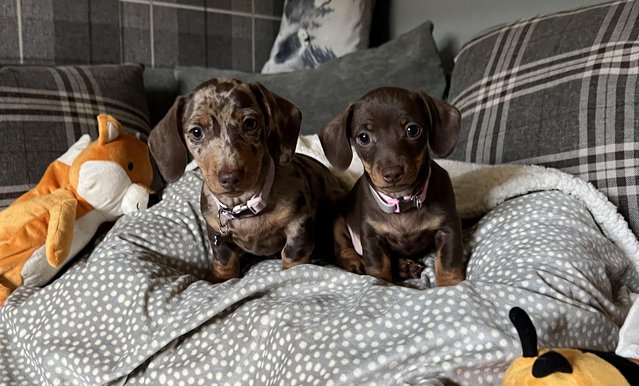 Image 8 of Minature dachshund puppy READY NOW