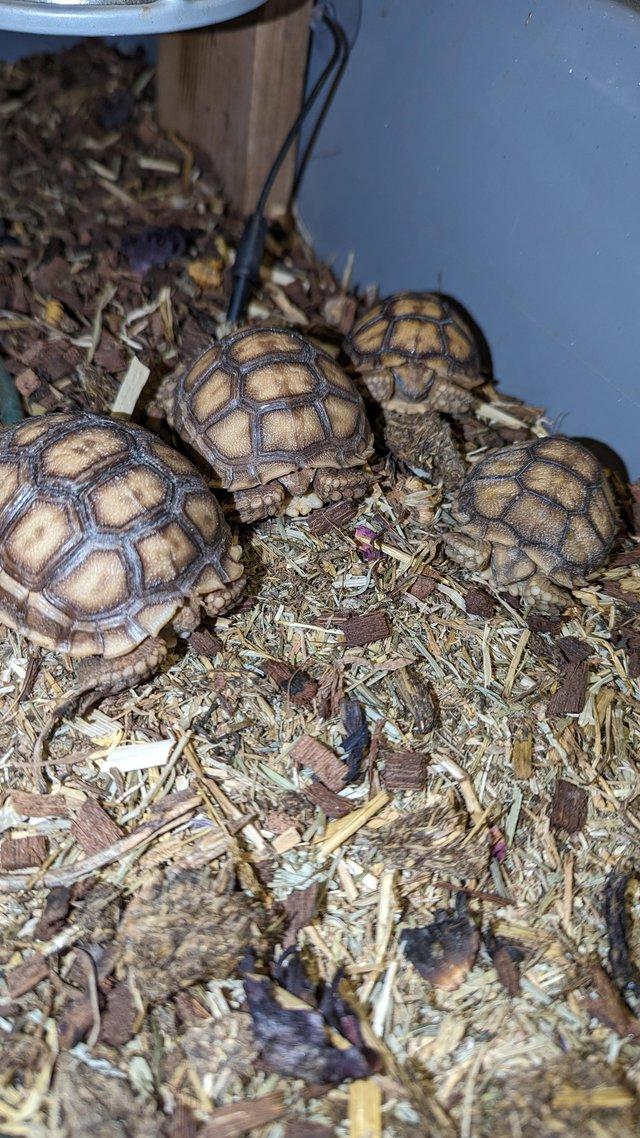 Preview of the first image of 2 x Cb23 sulcata tortoises UK bred.