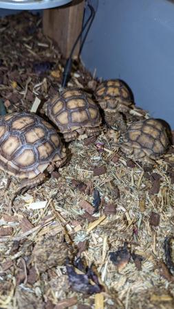 Image 1 of 2 x Cb23 sulcata tortoises UK bred