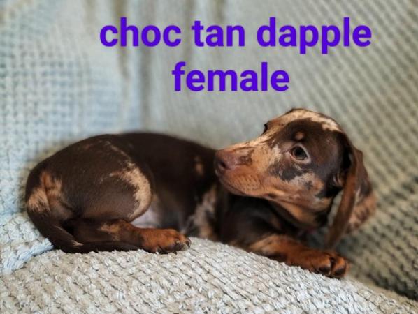 Image 14 of READY NOW KC reg Miniature Dachshund puppies