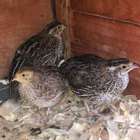Image 27 of SEXED QUAILS/IN JUNE/28TH MAY !