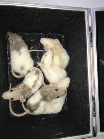 Image 4 of Stunning fancy rats both sexes