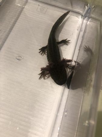 Image 6 of Axolotls looking for their forever home
