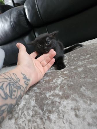 Image 1 of British blue x kittens ready now
