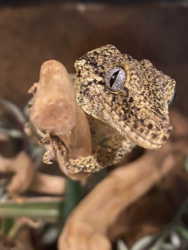 Preview of the first image of Gargoyle Geckos. 1 male & 1 female available.