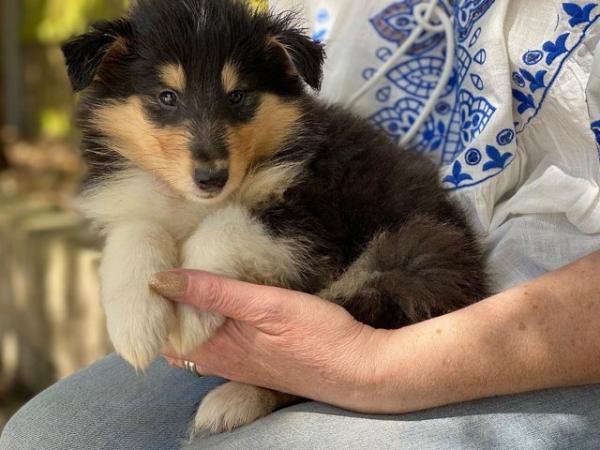 Image 3 of Tri Coloured Rough Collie Pups Available