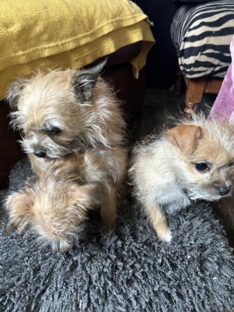 Image 11 of Jack Russell /Shih Tzu puppies for sale one left