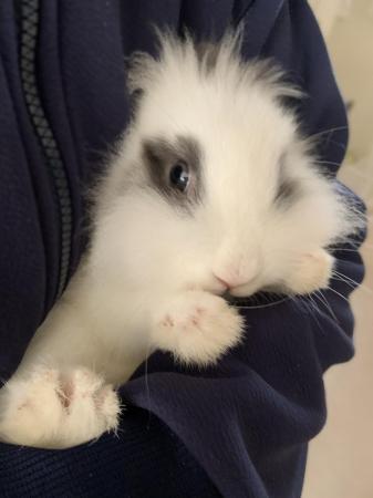 Image 3 of Gorgeous Lionhead-dwarf bunny comes with a cage