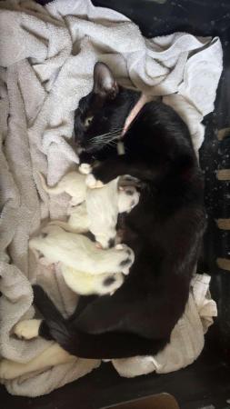 Image 6 of 14 Week Old White Male Kitten