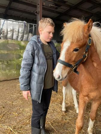 Image 21 of Pair of Cute Dartmoor Hill Ponies Future Kids Lead Reins.