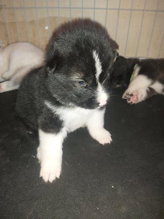Image 15 of 5wk old alaskan akita pups ready 21st june