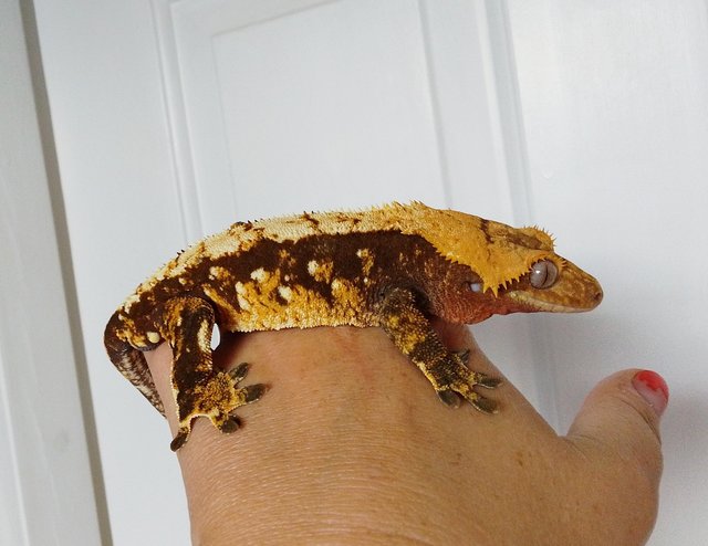 Preview of the first image of Big Chonky Male Crested Gecko.