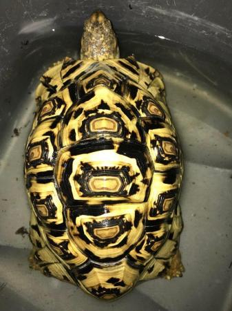 Image 6 of Four year old leopard tortoise for sale with or withoutsetup
