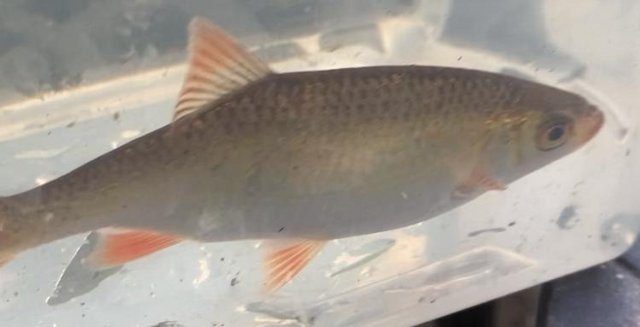 Image 2 of 9 x 4 inch Golden Rudd Pond Fish