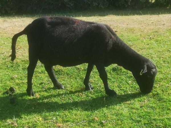 Image 1 of Black Welsh Mountain sheep