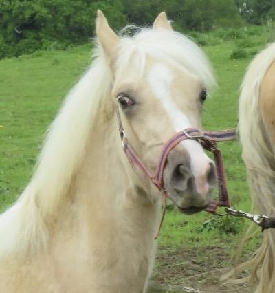 Image 3 of Incredible palomino yearling welsh section d colt