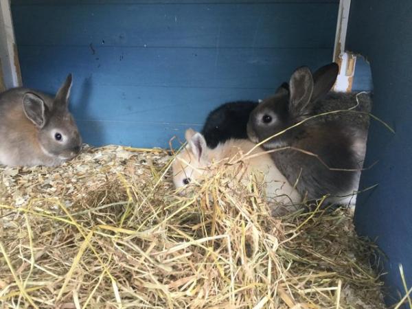 Image 5 of 8 weeks old rabbit babies tricolour mother lop father