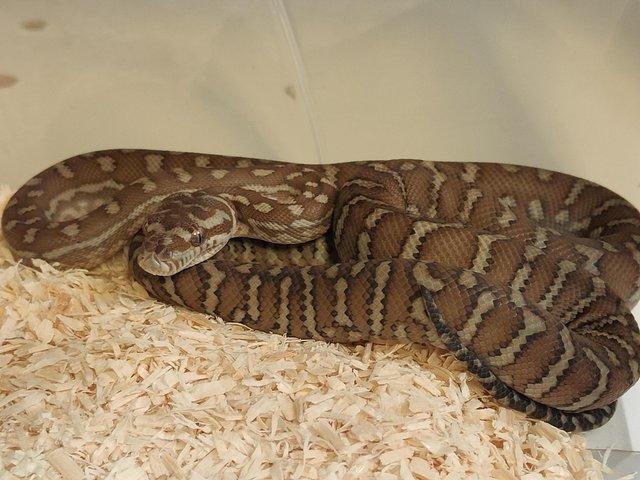 Preview of the first image of Beautiful Bredl's pythons/centrilian carpet pythons.