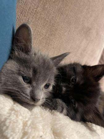 Image 1 of 2 black kittens for sale