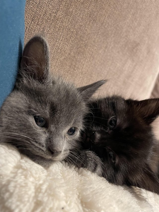 Preview of the first image of 2 black kittens for sale.