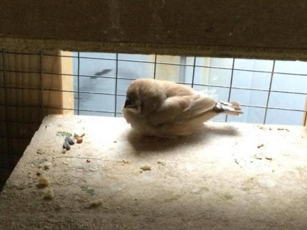 Image 14 of Mixed Finches For Sale Male  Female