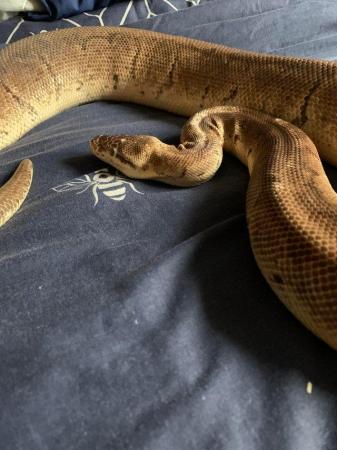 Image 3 of Female superblast ball python