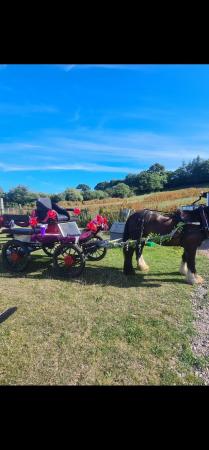 Image 3 of Horse drawn carriage for sale ( poilsh)